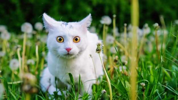 Le chat blanc aux yeux bleus : une invitation à exprimer sa créativité et son individualité