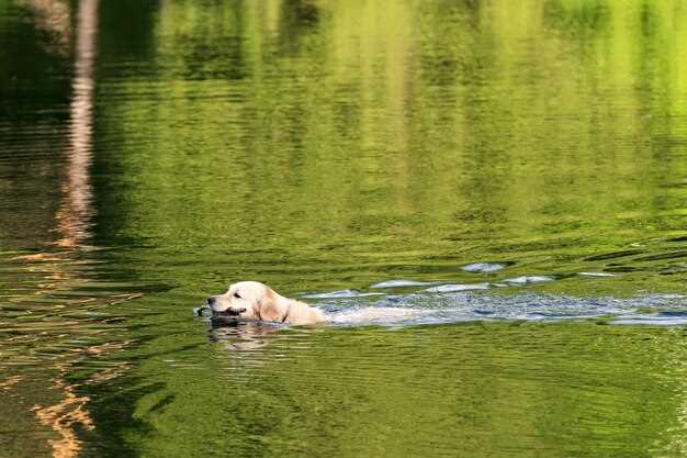 Symbolisme du chien : fidélité et instincts primaires