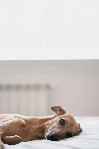 Les rêves de chiots sans tête comme invitation à se reconnecter à soi-même