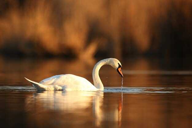 Le cygne blanc : signe de pureté et de renouveau