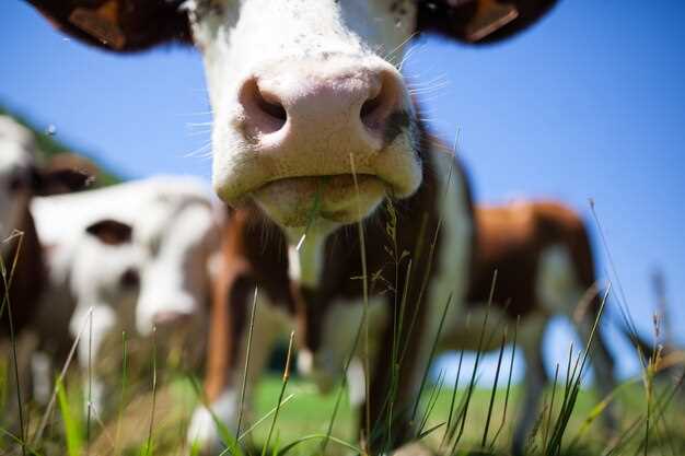 Rêver de marcher sur une bouse de vache