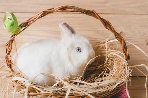 Les rêves de caresser un lapin et leur lien avec le monde des rêves