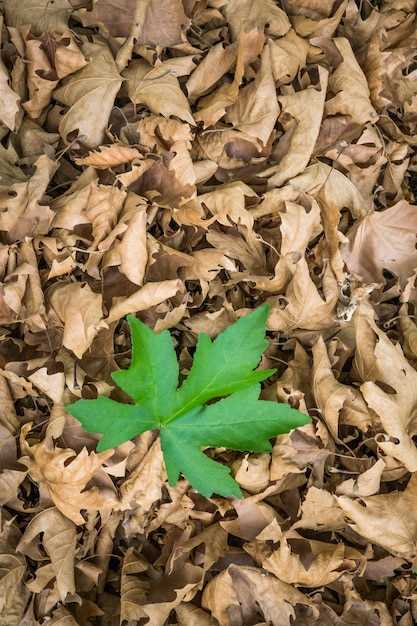 Que signifie un tas de feuilles de chêne vert en rêve ?