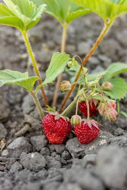 Symbolisme de la framboise