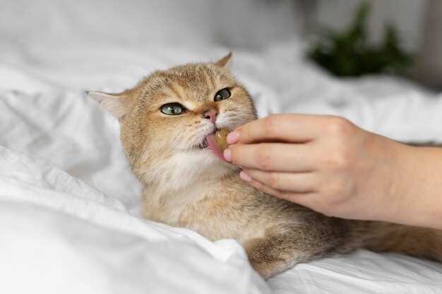 Rêver d'une boule de poils de chat : un symbole de douceur et de réconfort