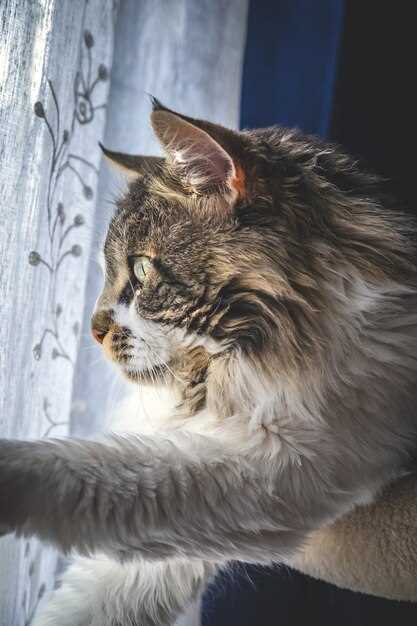 Rêver d'une boule de poils de chat roux : passion et énergie