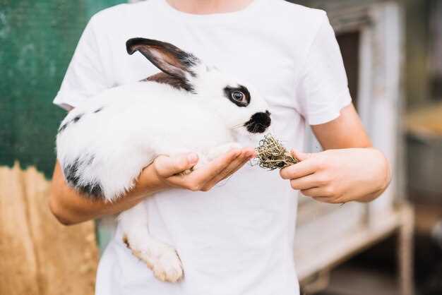 Les significations d'une morsure de lapin dans le bras en rêve