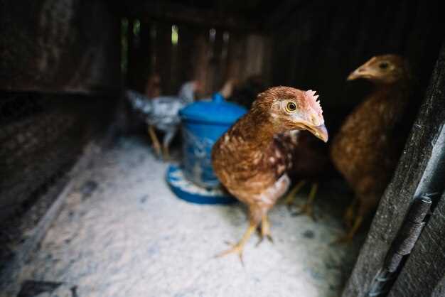 Interprétations possibles de la poule rouge morte en rêve :