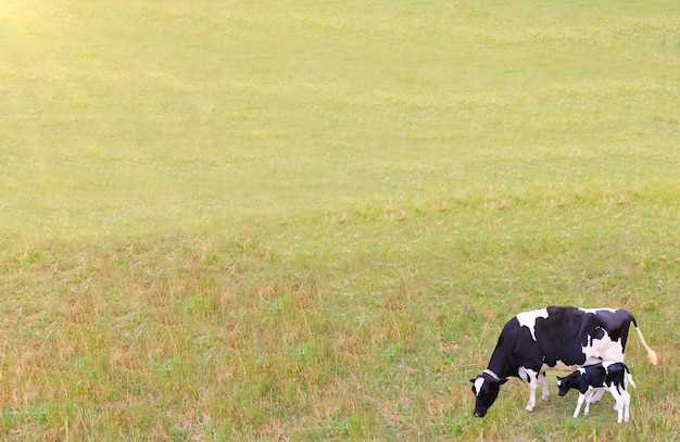 Les vaches blanches en rêve : symbolisme et signification