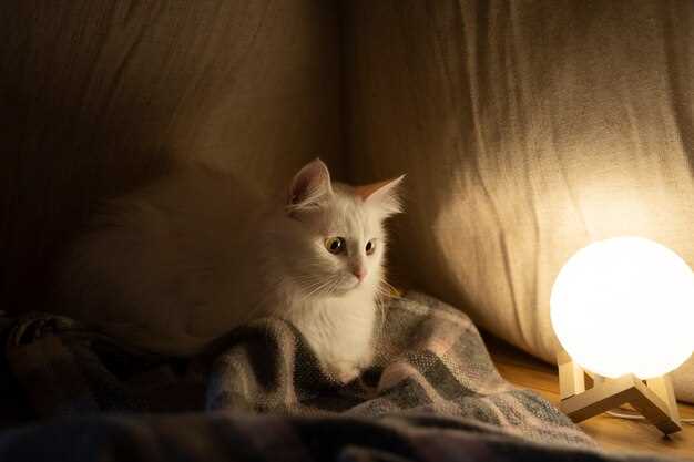 Le rêve de vers blancs chez un chat