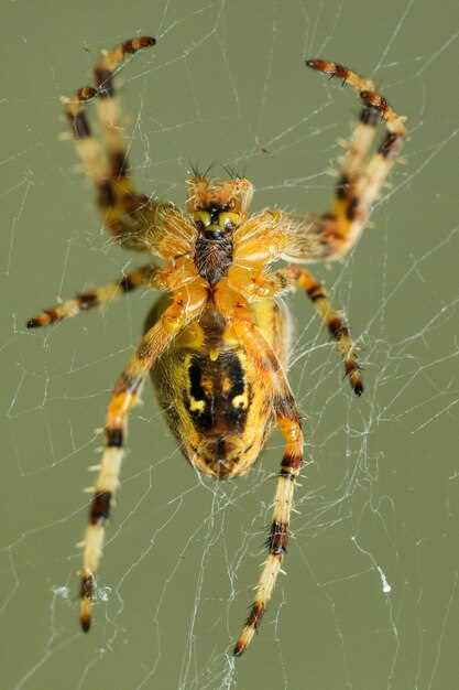 Araignée en rêve : relation avec l'inconscient collectif