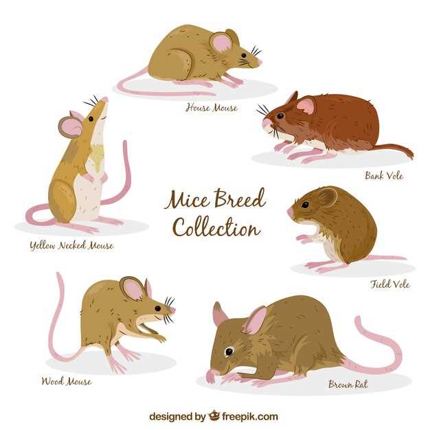 Rêver de rats et la psychanalyse