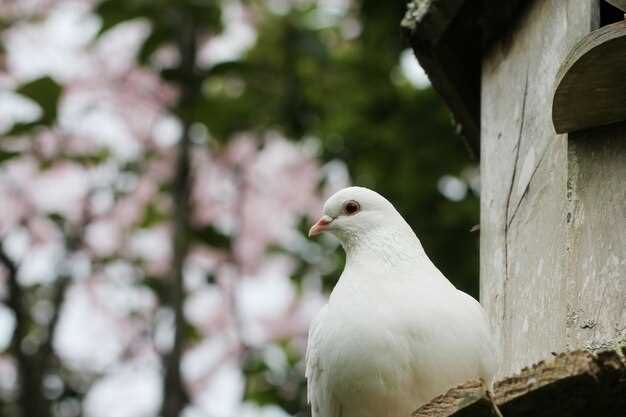 Signification des pigeons en rêve