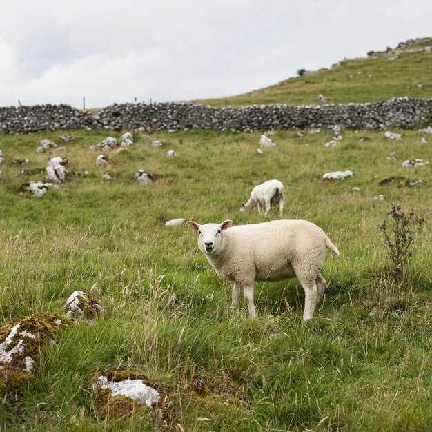 L'agneau blanc en rêve et les aspects spirituels de notre être