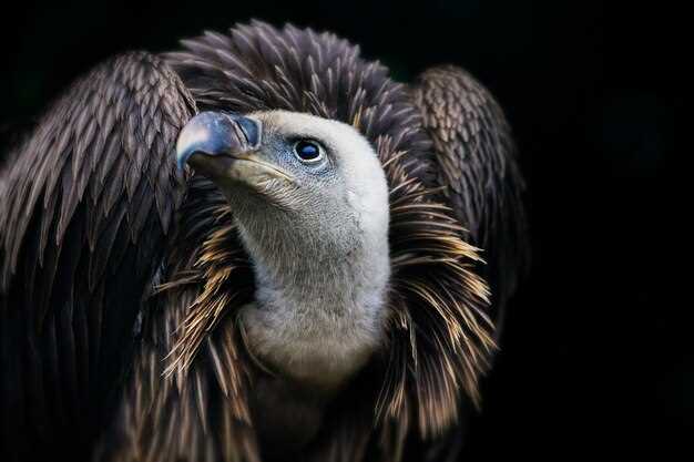 Aigle et le pouvoir de l'observation