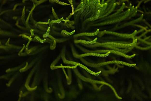 Les algues dans la mer en rêve : reflet de l'état émotionnel