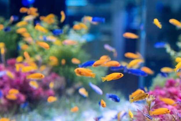 Les aquariums avec poissons comme reflet des émotions intérieures