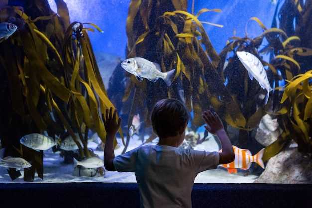 Les rêves récurrents d'aquarium géant et leur signification