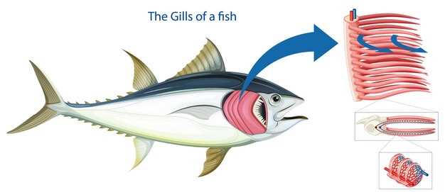 Signification positive des arêtes de poisson en rêve