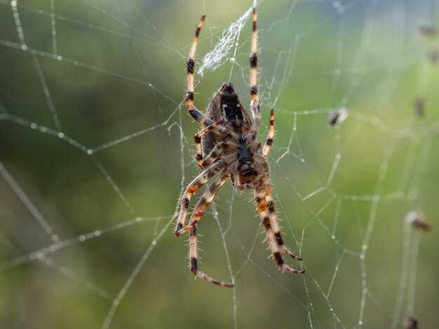 Symboles liés aux araignées dans différentes cultures