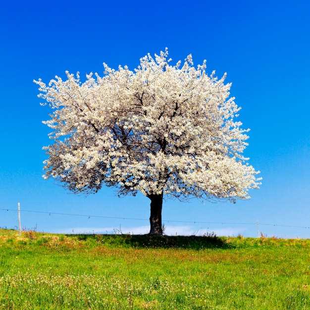 Les significations culturelles des arbres à fleurs blanches