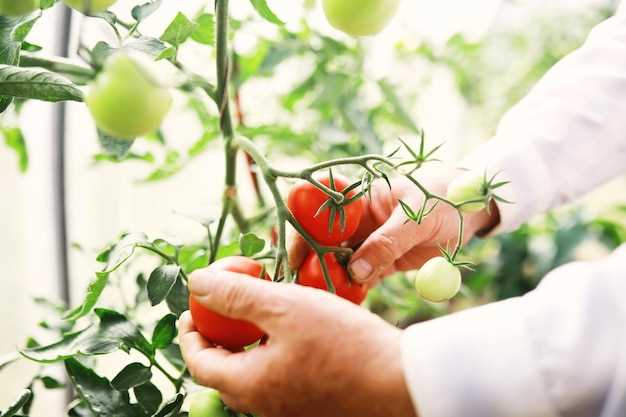 Symbolisme des tomates dans les rêves