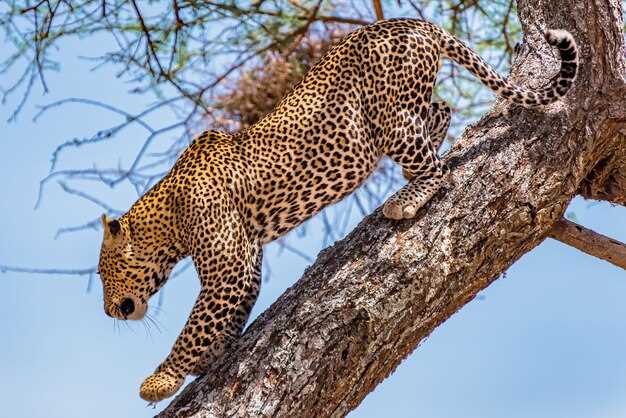 Les rêves d'attaques de léopard et la peur de l'inconnu