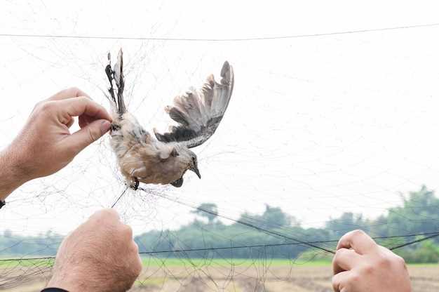 Relâcher un oiseau en rêve