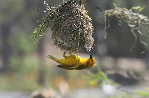 Les oiseaux en rêve de la mythologie à la réalité