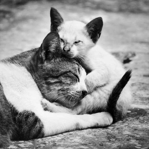 Les chatons gris dans les rêves : un emblème de joie