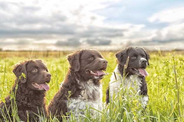 Relations entre les chiens et les rêves