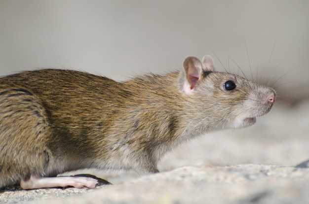 Exemples de contextes avec des souris grises