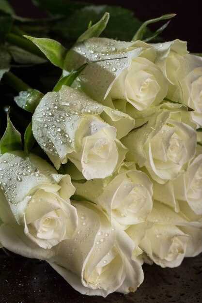 La rose blanche, symbole d'amour et de respect