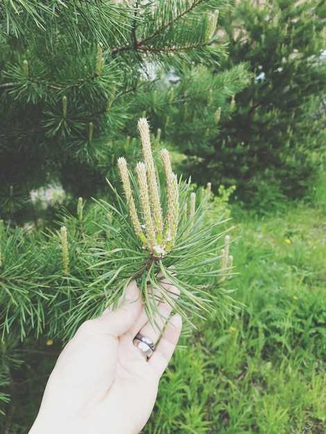 Branches d'épicéa en main en rêve : prémonition ou coïncidence ?