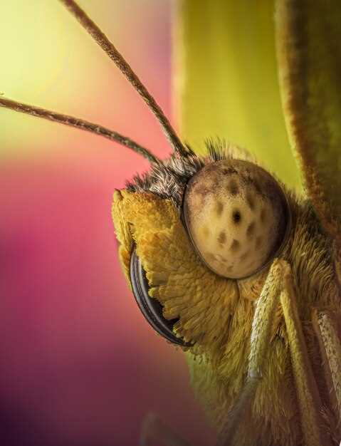 Chenille de couleur vive