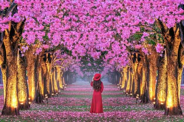 Le cerisier en rêve et la signification des couleurs
