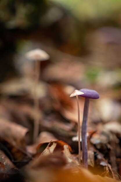 L'influence psychédélique des champignons