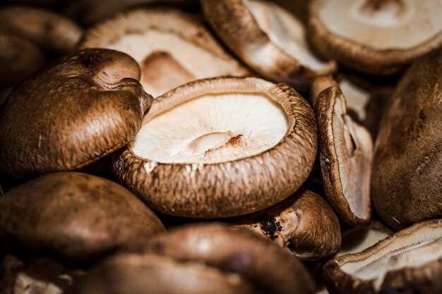 Champignons secs : la recherche de spiritualité