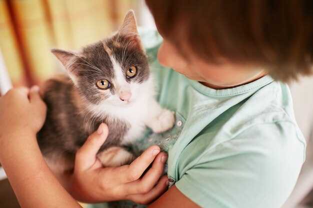 Le chat malade dans les rêves et les prises de décision