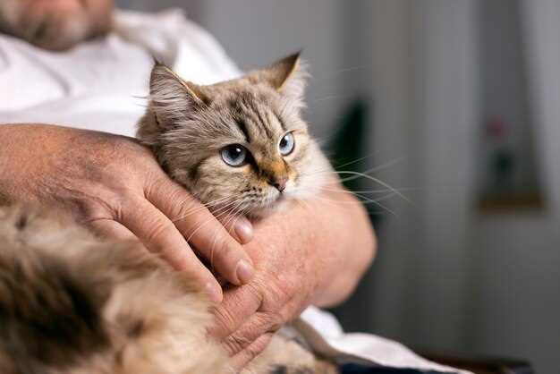 Le chat domestique : un symbole mystérieux