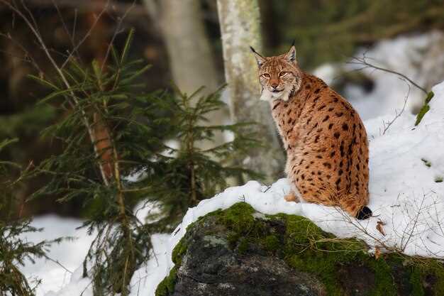 Un animal mystérieux et symbolique