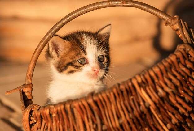 Interprétation du chat dans le sac