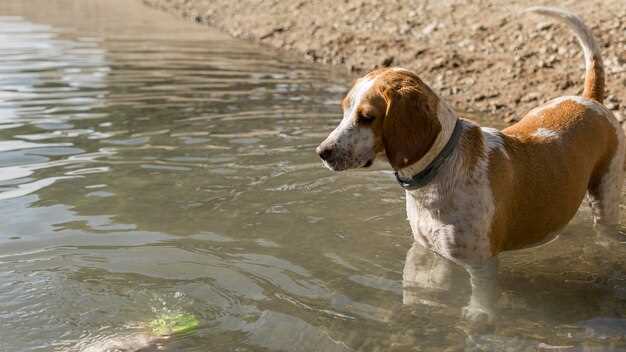 Signification symbolique des chiens noyés