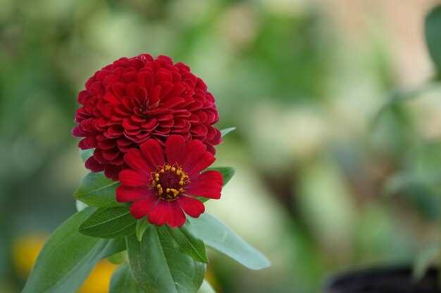 Les chrysanthèmes rouges : un message d'avertissement