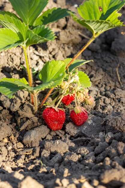 La clairière de fraises et la fertilité