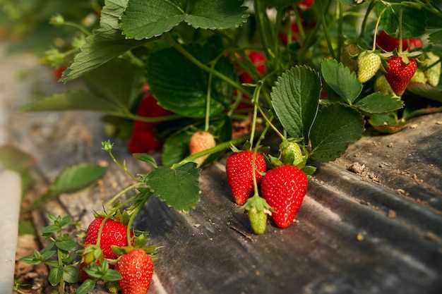 La clairière de fraises et les désirs refoulés