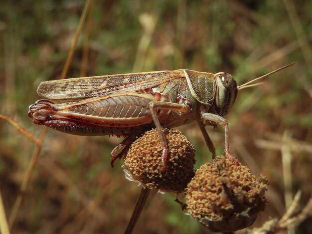 1. Symbolisme des coléoptères