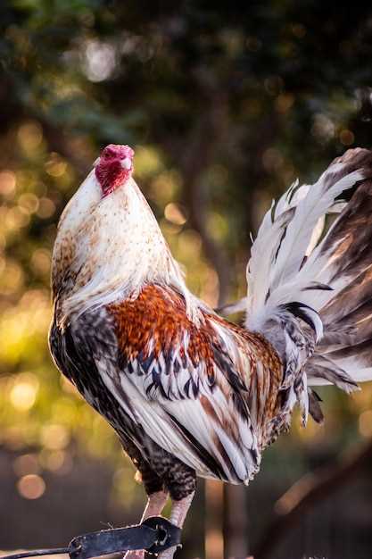 Qu'est-ce que signifie le chant du coq en rêve?