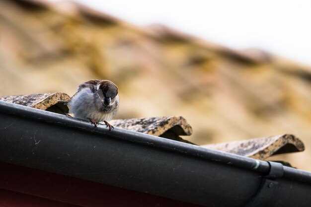 Les possibles avertissements des rêves avec des crottes de souris dans le pain