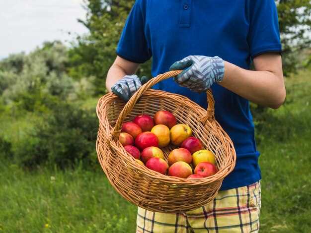 Cueillette de pommes : signification précise